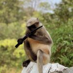 Sanjay Gandhi National Park + Kenheri Caves + Lion Safari - The Kenheri Caves: An Ancient Marvel