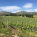 Santa Barbara Wine Tour Experience - Authentic and Boutique - The Sum Up