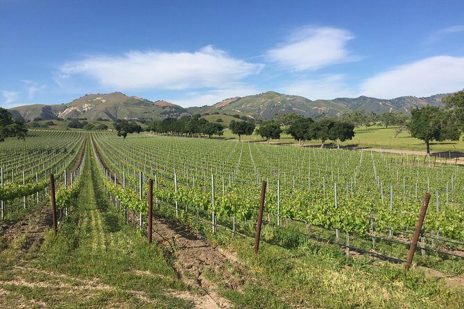 Santa Barbara Wine Tour Experience - Authentic and Boutique - The Sum Up