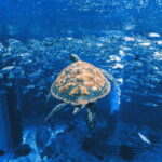 Sanya: Atlantis Lost Chambers Aquarium - Practical Aspects