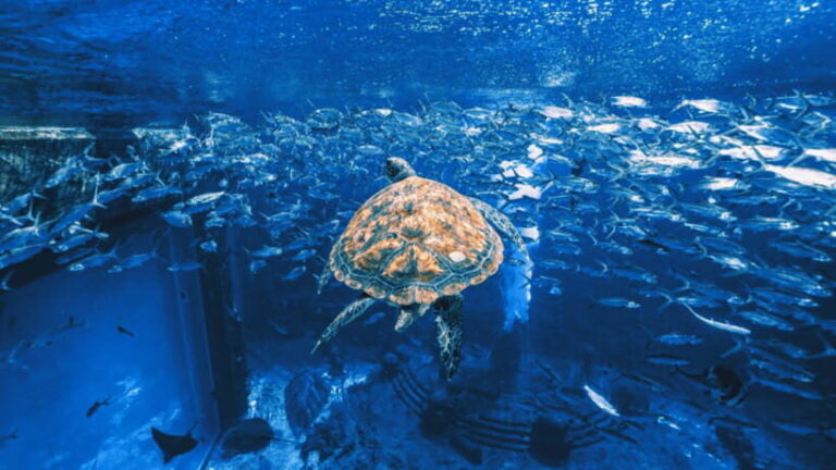 Sanya: Atlantis Lost Chambers Aquarium - Practical Aspects