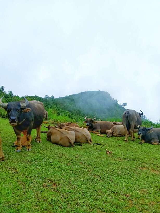 SAPA: 2 DAYS Walking & 1 night at Homestay with LOCAL GUIDE - Exploring the Sapa Experience in Detail