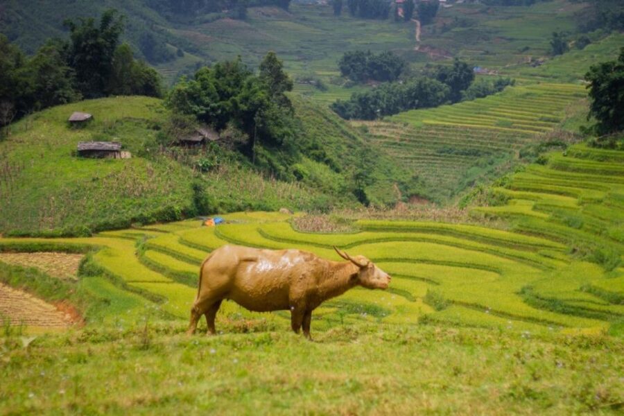 Sapa 3-Day Trekker - An In-Depth Look at the Sapa 3-Day Trekker Experience