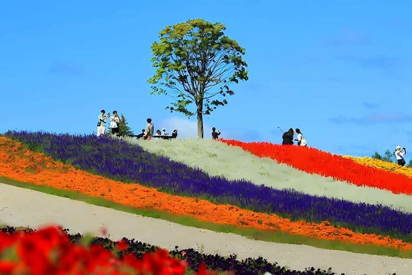 Sapporo: Furano Lavender & Biei Blue Pond Tour with Lunch - What’s in the Price and What’s Not