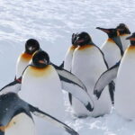 Sapporo Winter : Asahiyama Zoo (Penguin Fun & Snowmobile) - An In-Depth Look at Your Winter Day in Hokkaido