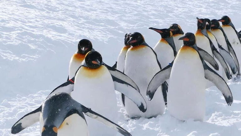 Sapporo Winter : Asahiyama Zoo (Penguin Fun & Snowmobile) - An In-Depth Look at Your Winter Day in Hokkaido