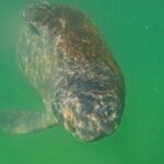 Sarasota Waterways Tour for All Ages - The Value Proposition