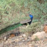 Sariska Tiger Reserve Assistance for Gypsy Private Safari Tickets - What the Tour Offers