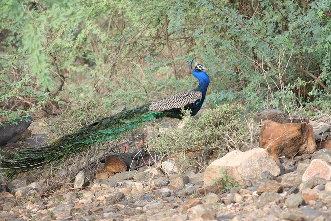 Sariska Tiger Reserve Assistance for Gypsy Private Safari Tickets - What the Tour Offers