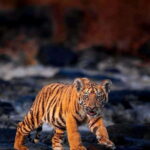 Sariska Tiger Reserve: Gypsy & Canter jungle Safari Transfer - Who Should Consider This Tour?