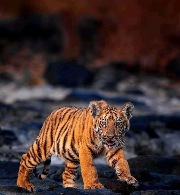 Sariska Tiger Reserve: Gypsy & Canter jungle Safari Transfer - Who Should Consider This Tour?