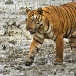 Sariska Tiger Reserve Tour Of India - FAQ Section