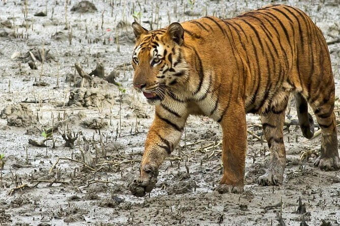 Sariska Tiger Reserve Tour Of India - FAQ Section