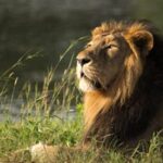 Sasan Gir: Devalia Park Safari with Skip-the-Line Access - The Itinerary and Tour Structure