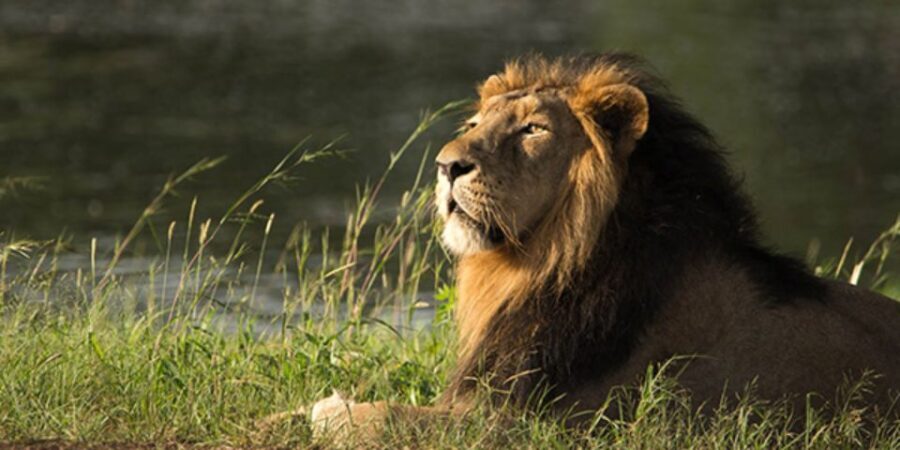 Sasan Gir: Devalia Park Safari with Skip-the-Line Access - The Itinerary and Tour Structure