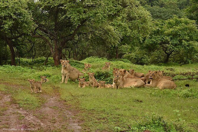 Sasan Gir Skip-the-Line Weekend Tour Package for 1 Night / 2 Days - What’s Included and What’s Not