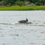 Savannah: Tybee Island Dolphin Tour - Final Thoughts