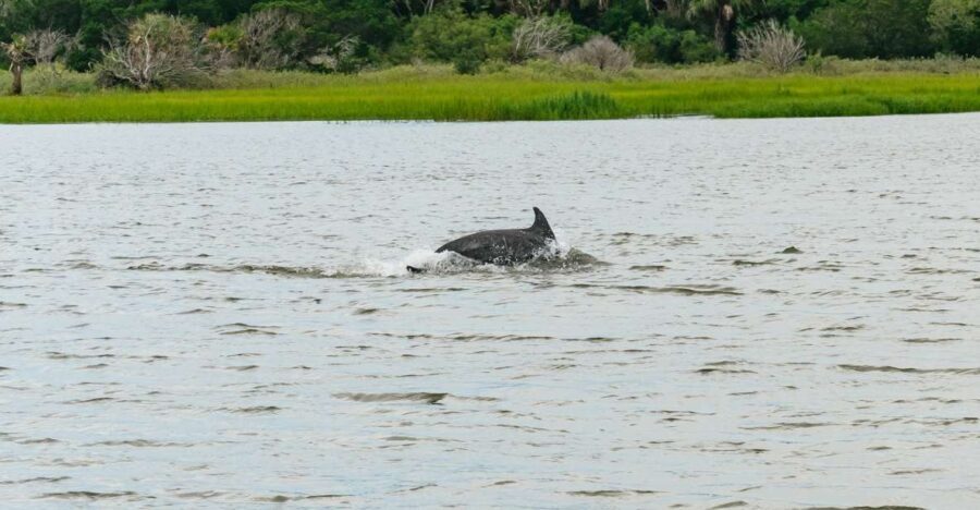 Savannah: Tybee Island Dolphin Tour - Final Thoughts