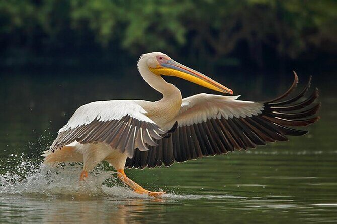 Sawai Madhopur: Private Chambal Crocodile Safari All-Inclusive - Who Should Consider This Experience?