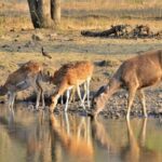 Sawai Madhopur: Ranthambore Guided Safari Trip - The Sum Up: Who Is This Safari Best For?