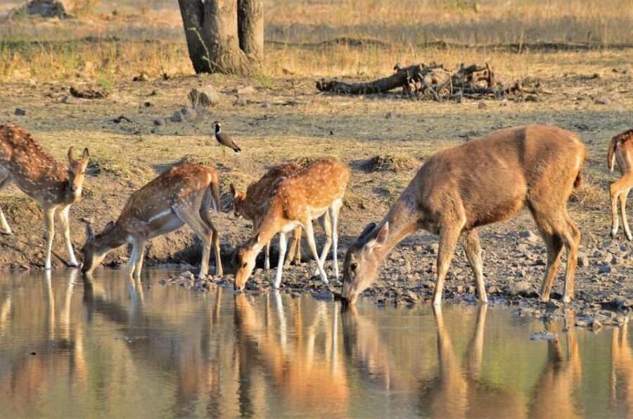 Sawai Madhopur: Ranthambore Guided Safari Trip - The Sum Up: Who Is This Safari Best For?