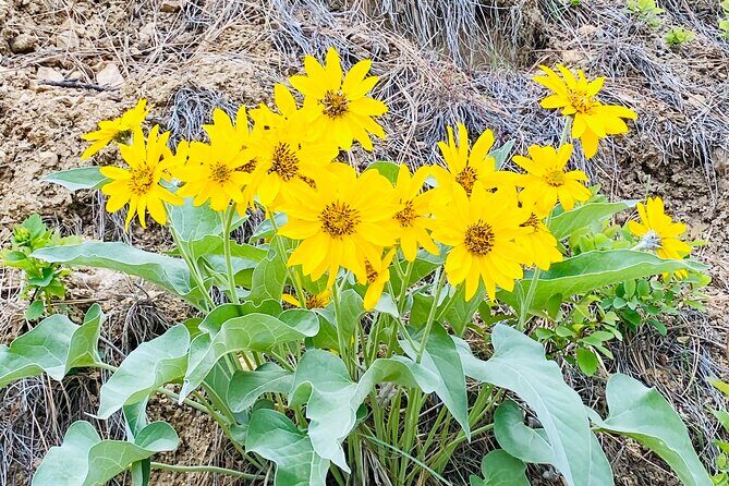 Scenic Float on the Salmon River - Half Day - A Close Look at the Salmon River Scenic Float