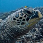 Scuba Dive at Electric Beach - Why Choose This Tour?