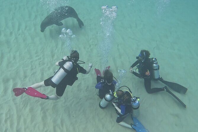 SCUBA Dive at Electric Beach with Photos -No Certification Needed - Practical Considerations