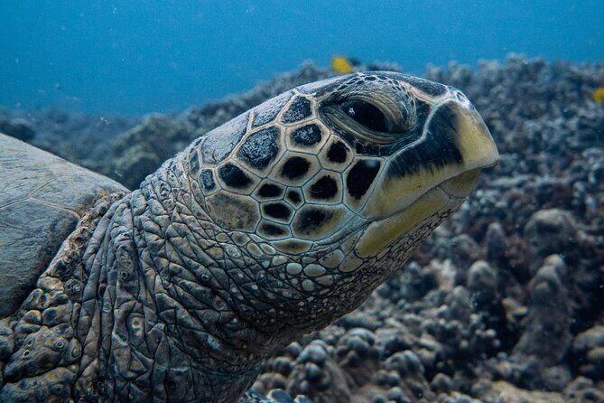 Scuba Dive at Electric Beach - Why Choose This Tour?