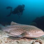 Scuba Dive in Koh Lanta, Thailand - Exploring Koh Lanta’s Underwater Scene – What You Can Expect