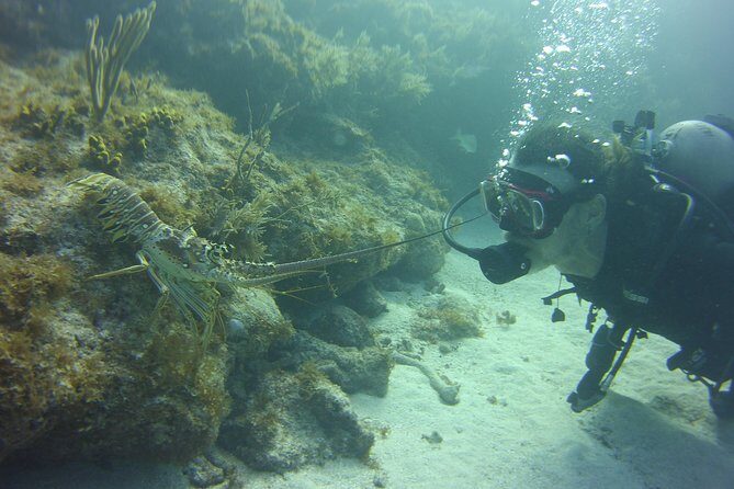 SCUBA Dive Key Largo Reef (min 6 divers) - Who Should Consider This Tour?