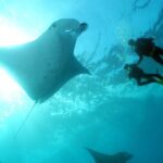 Scuba Diving 3 dives including Manta Rays at Nusa Penida - The Experience in Context: Why It Stands Out
