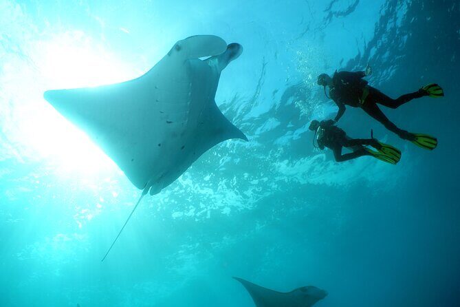 Scuba Diving 3 dives including Manta Rays at Nusa Penida - The Experience in Context: Why It Stands Out