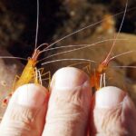 Scuba Diving at Tulamben USAT Liberty Wreck - FAQs