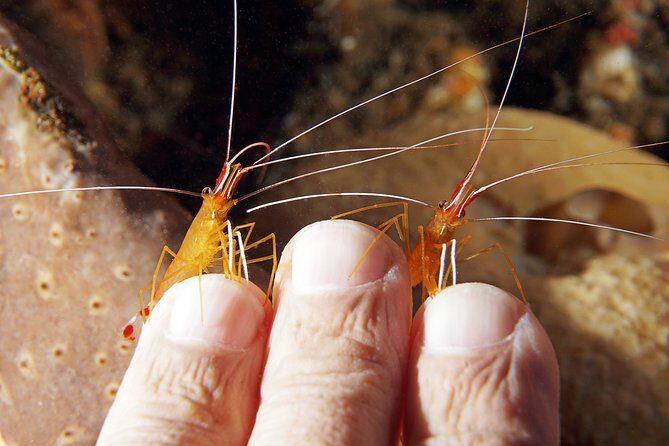 Scuba Diving at Tulamben USAT Liberty Wreck - FAQs