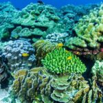 Scuba Diving Daytrip to Racha Yai - Who Will Love This Tour?
