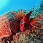 Scuba Diving For Beginners - In-Depth Review of the Tour Experience