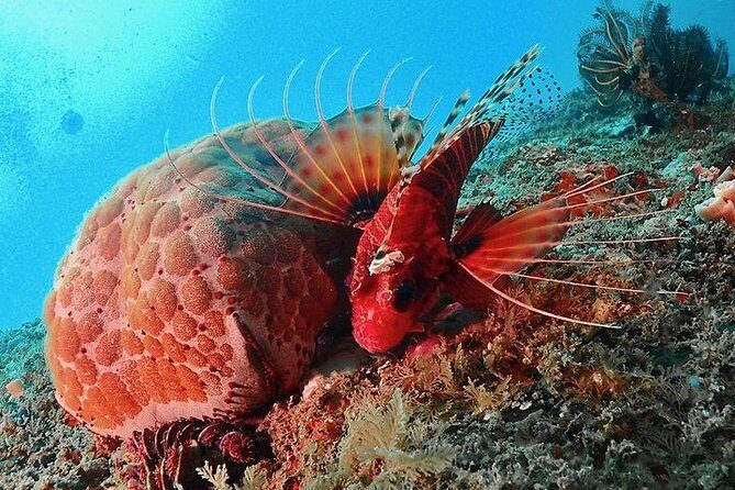 Scuba Diving For Beginners - In-Depth Review of the Tour Experience