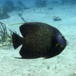 Scuba Diving for Beginners  Playa del Carmen or Tulum - The Marine Environment