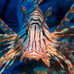 Scuba Diving in Boracay: SSI Basic Diver for Beginners - Why Choose DiveGurus Diving Services Corporation?