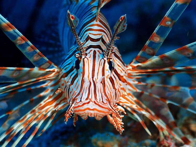 Scuba Diving in Boracay: SSI Basic Diver for Beginners - Why Choose DiveGurus Diving Services Corporation?