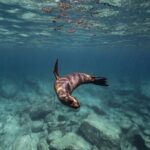 Scuba Diving in La Paz Private Tour - Frequently Asked Questions