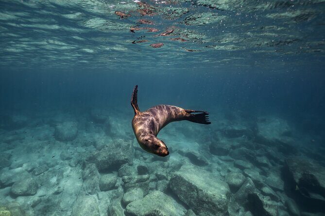 Scuba Diving in La Paz Private Tour - Frequently Asked Questions