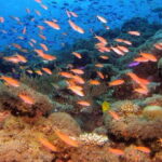 Scuba Diving in Mirissa - Who Is This Tour Best For?