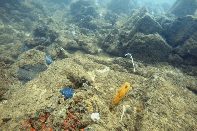 Scuba Diving in Mirissa - Why Choose Scuba Diving in Mirissa?