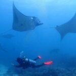 Scuba Diving In Nusa Penida - Exploring the Wonders of Scuba Diving in Nusa Penida