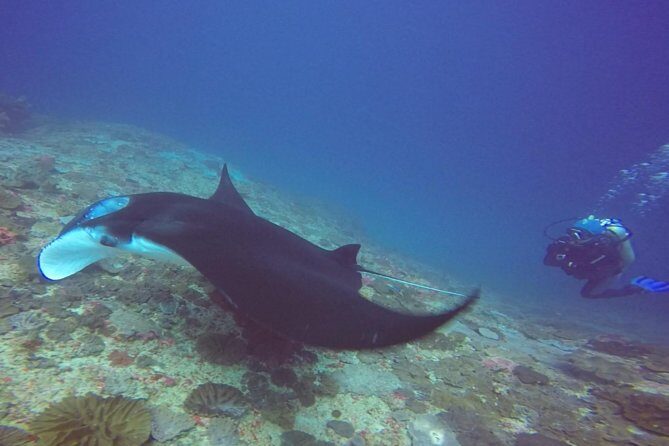 Scuba Diving in Nusa Penida - Manta Point - What Sets This Tour Apart?
