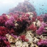 Scuba Diving in Phuket  Full-Day Trip (3 Dives, All Included) - Exploring Phuket’s Marine Treasures: An In-Depth Look