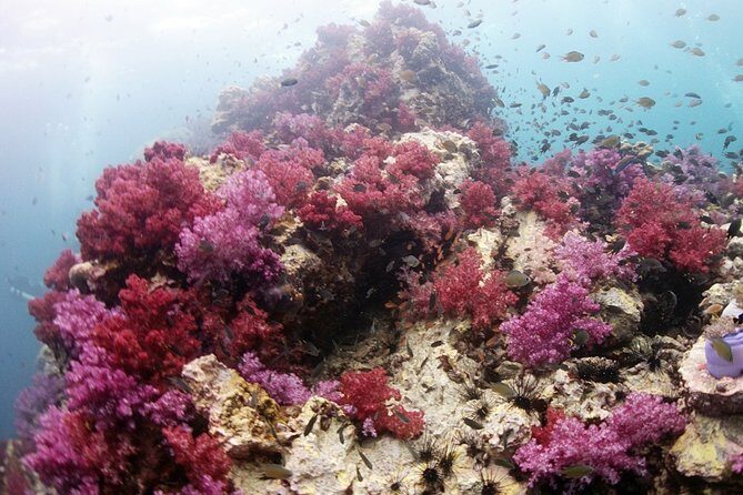 Scuba Diving in Phuket  Full-Day Trip (3 Dives, All Included) - Exploring Phuket’s Marine Treasures: An In-Depth Look