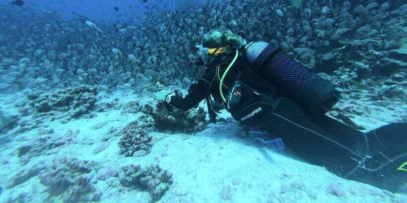 Scuba Diving in Trincomalee - Exploring the Underwater World of Trincomalee: What to Expect